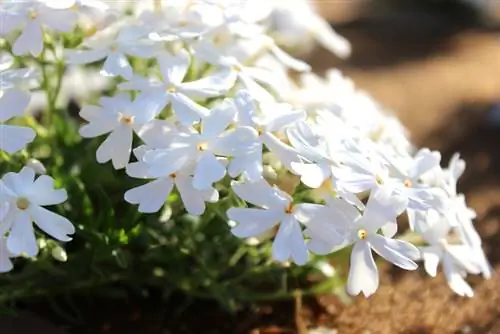 Kussenflox in de tuin