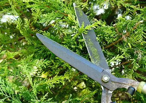 Cutting Leyland cypress hedge: instructions and timing