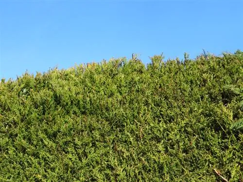 Leyland cypress-ի գաղտնիության էկրան