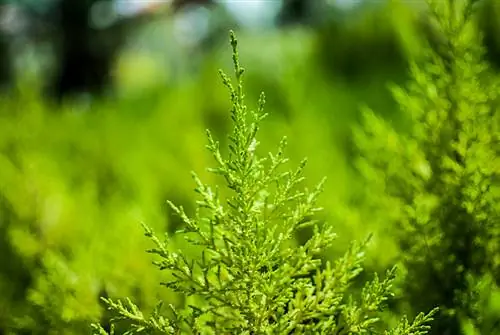 Growing Leyland Cypress Growing Leyland Cypress