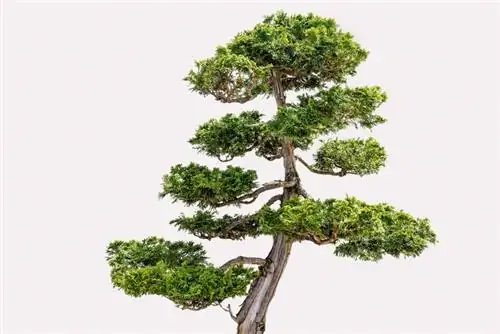 Hinoky čempres bonsai