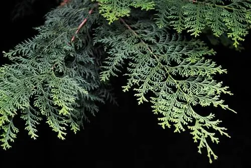 Shell cypress brown needles