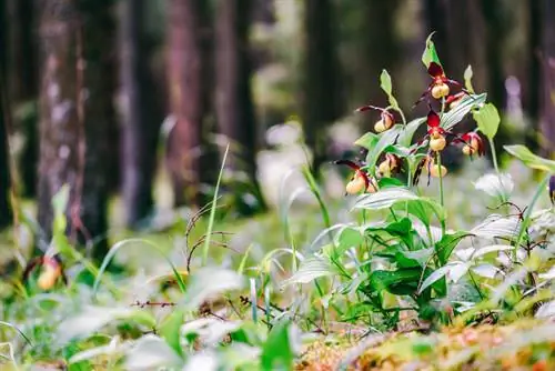 Požiadavky na orchideu na papuče