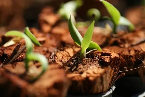 Propagar con éxito orquídeas terrestres: Los mejores métodos