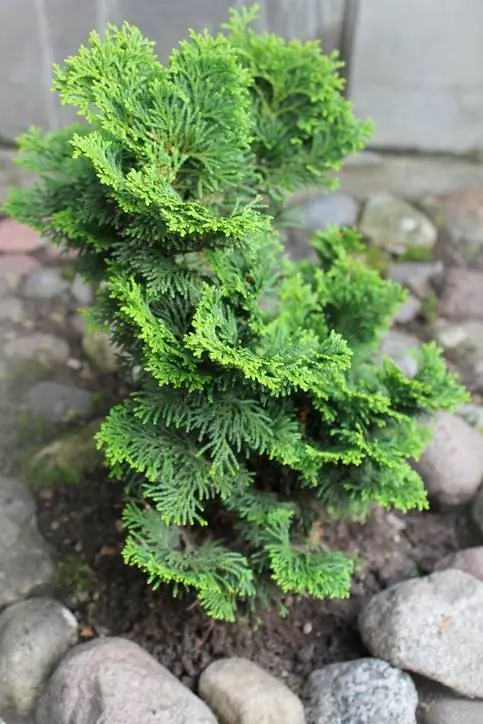 Hloov mussel cypress