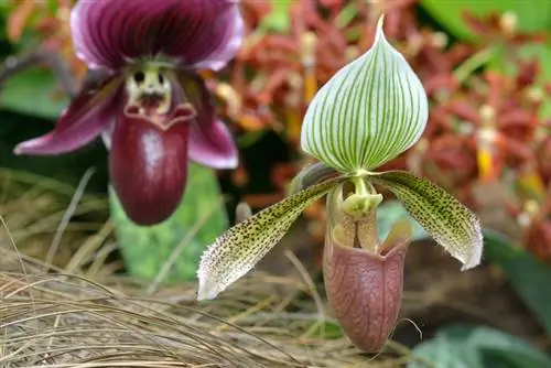 Damespantoffelorchidee Cypripedium