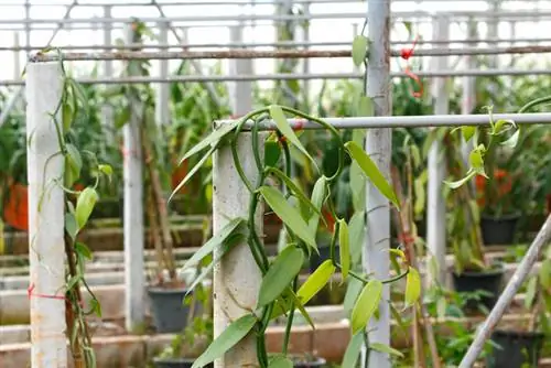 Grow vanilla yourself - tips for private vanilla cultivation