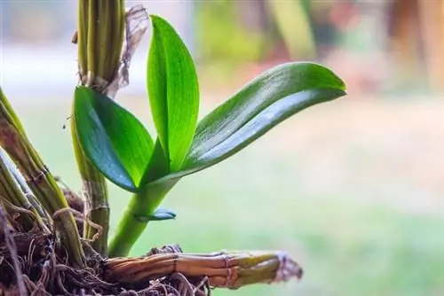 Vipandikizi vya Vanda orchid