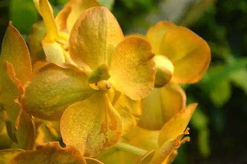 Stimola la fioritura dell'orchidea Vanda