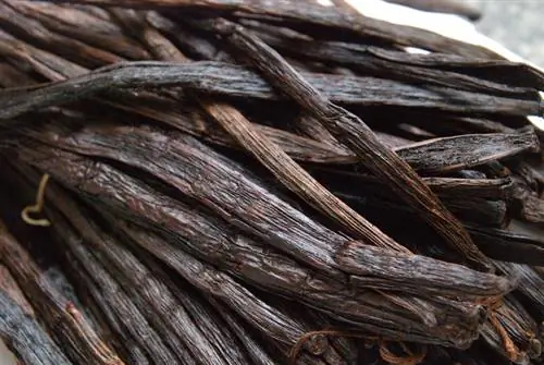 Vanilla: What seductive properties does it contain?