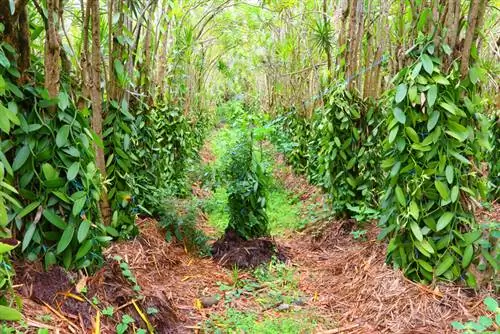 Vanieljeplantversorging