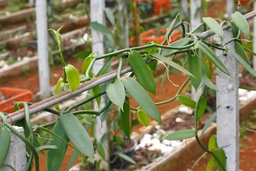 ভ্যানিলা কাটিংয়ের প্রচার: এইভাবে এটি কাজ করে