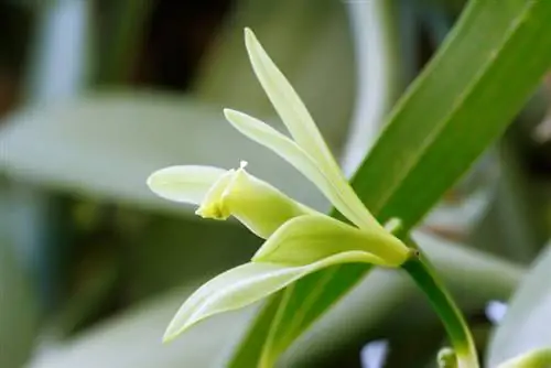 Exotic vanilla blossom: The creation of the coveted pod