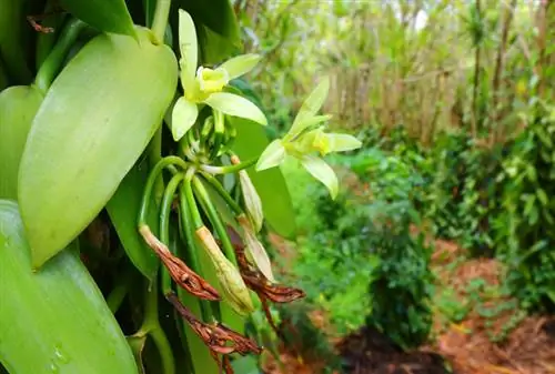 Vanilla Orchid: profil aromatične rastline