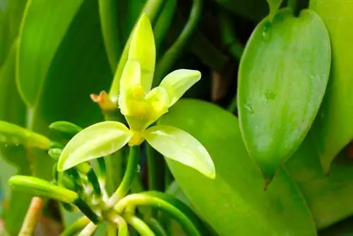 Planta en test de vainilla