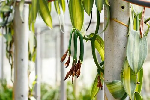 Caring for and growing vanilla orchids: tips & tricks