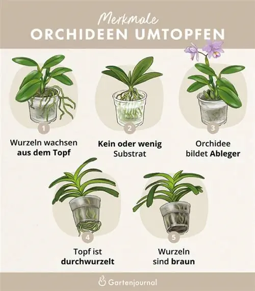 Kenmerken die ter illustratie aangeven wanneer een orchidee verpot moet worden