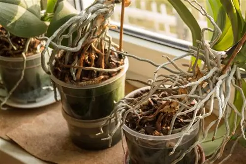 Raíces aéreas en orquídeas.