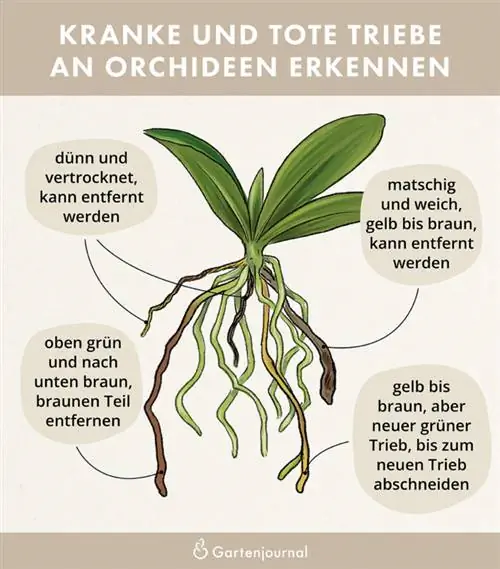 Cutting orchid roots as an illustration