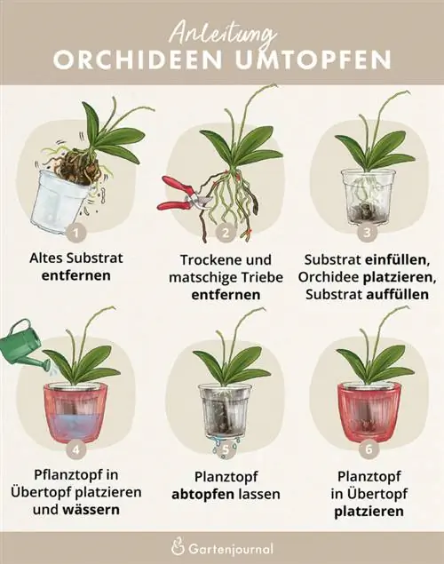 Istruzioni illustrate su come rinvasare le orchidee