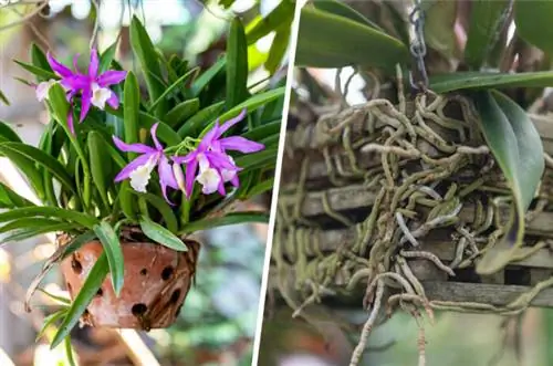 Jardineras de barro y madera para orquídeas.