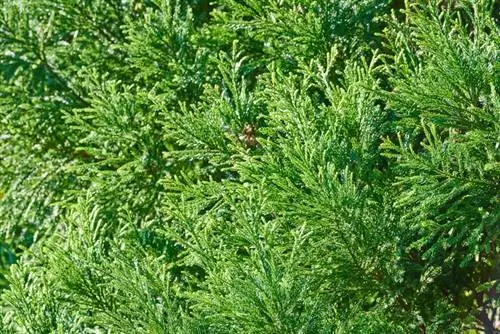 Mussel cypress: choice of location for optimal growth