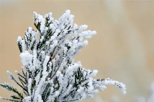 Ciprés de interior en invierno.