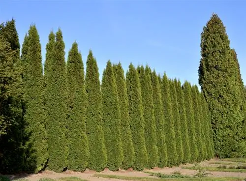 Columnar cypress care: Tips for he althy, strong plants