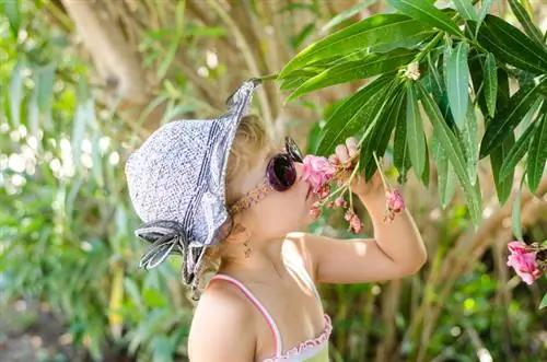 Oleander giftig: Hoe gevaarlijk is de plant eigenlijk?