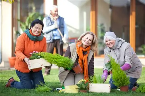 Plant out the columnar cypress