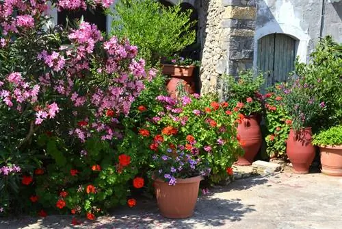 Cuidados de la adelfa: consejos para una floración duradera