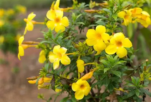 Mandevilla barglarini yo'qotadi