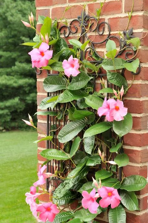 Mandevilla espalier