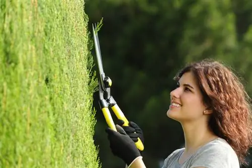 Columnar cypress pruning