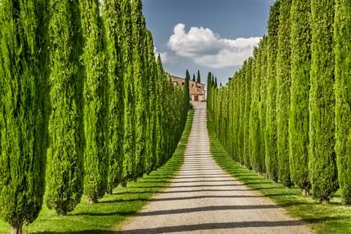 Columnar cypress flat-rooted