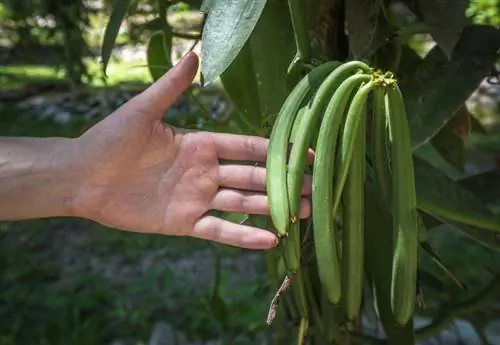 Vanille Gezondheid