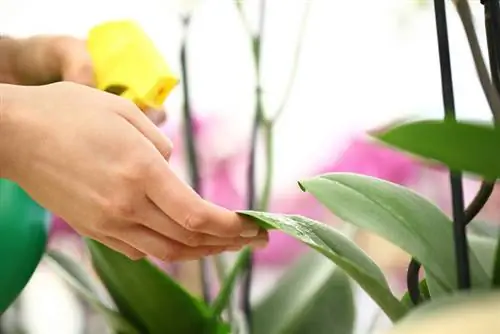 Orchid care: tips for he althy and blooming plants