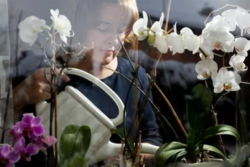 Orchid care: Diving instead of watering for he althy plants