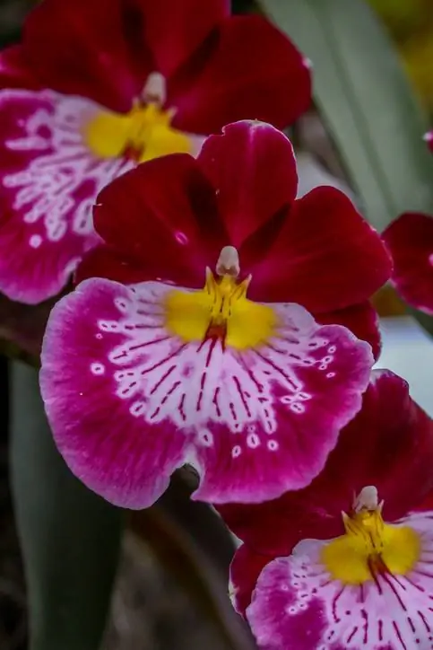 Cuidado de las orquídeas pensamientos