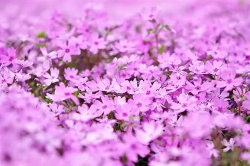 Phlox pelapis air