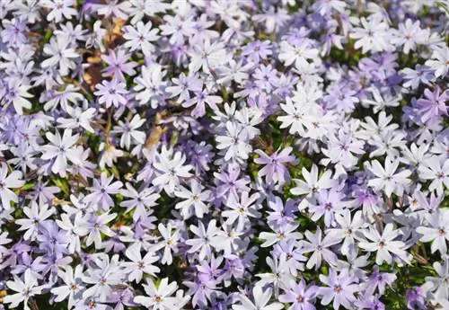 Řezání čalounění Phlox: Takto podporujete rebloom