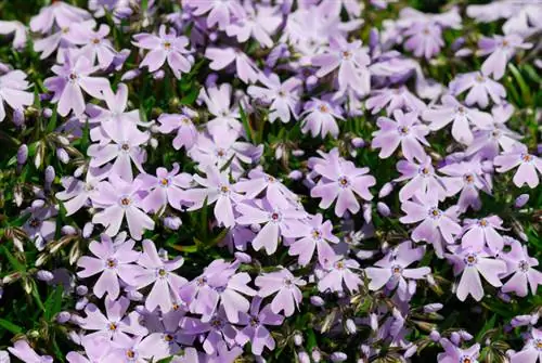 Propagación del phlox para tapicería: métodos e instrucciones prácticas