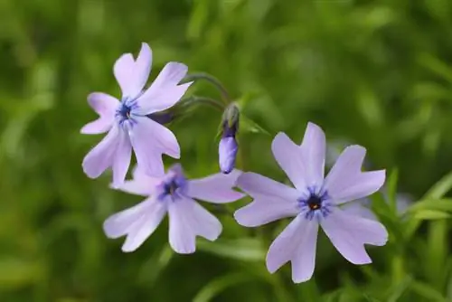 When does upholstery phlox bloom?