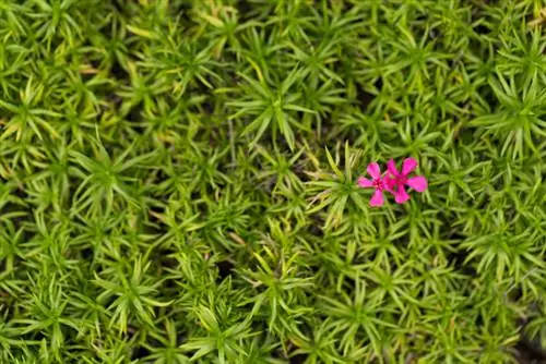 Wanneer moet je kussenflox planten?