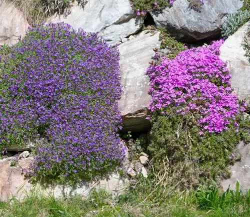 Kussing flox rockery