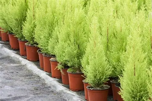 Mediterranean flair: The most beautiful types of columnar cypresses