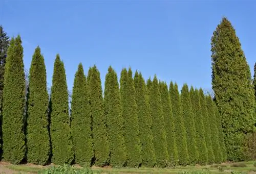 Haagplanten: is de zuilvormige cipres de juiste keuze?