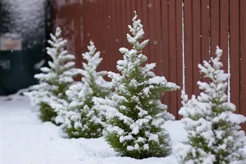 Prendersi cura dei cipressi colonnari: resistenza invernale e svernamento