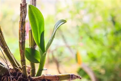 Estacas de orquídea