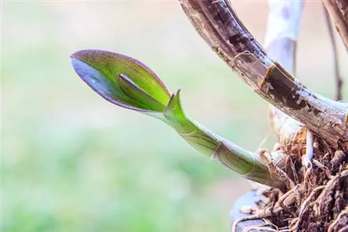 Brotes de orquídeas: ¿Cómo los cultivo y cuido correctamente?